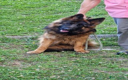 Pastore Tedesco cani in vendita: PASTORE TEDESCO FEMMINA a Provincia di Sondrio - Immagine 2