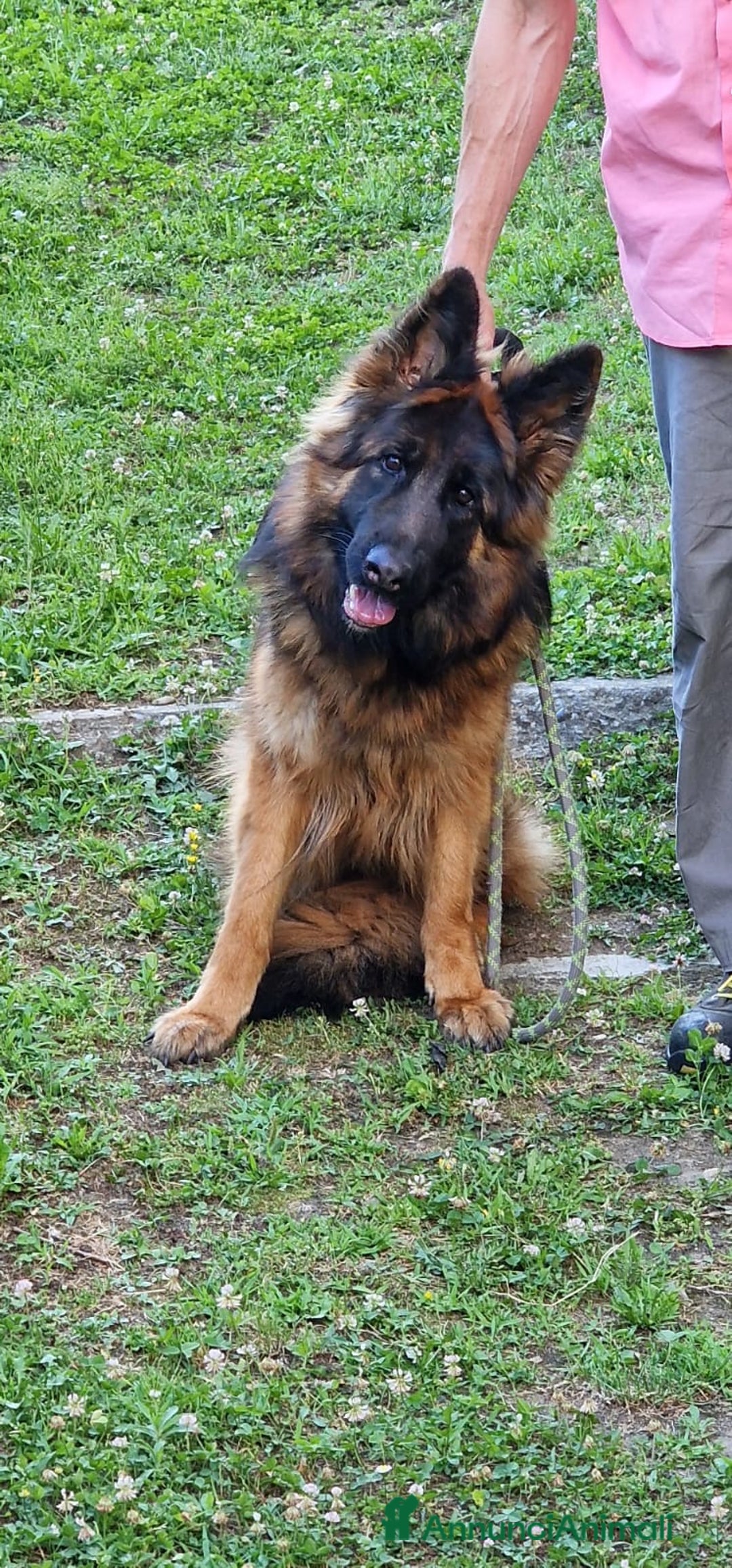 Pastore Tedesco cani in vendita: PASTORE TEDESCO FEMMINA a Provincia di Sondrio - Immagine 2