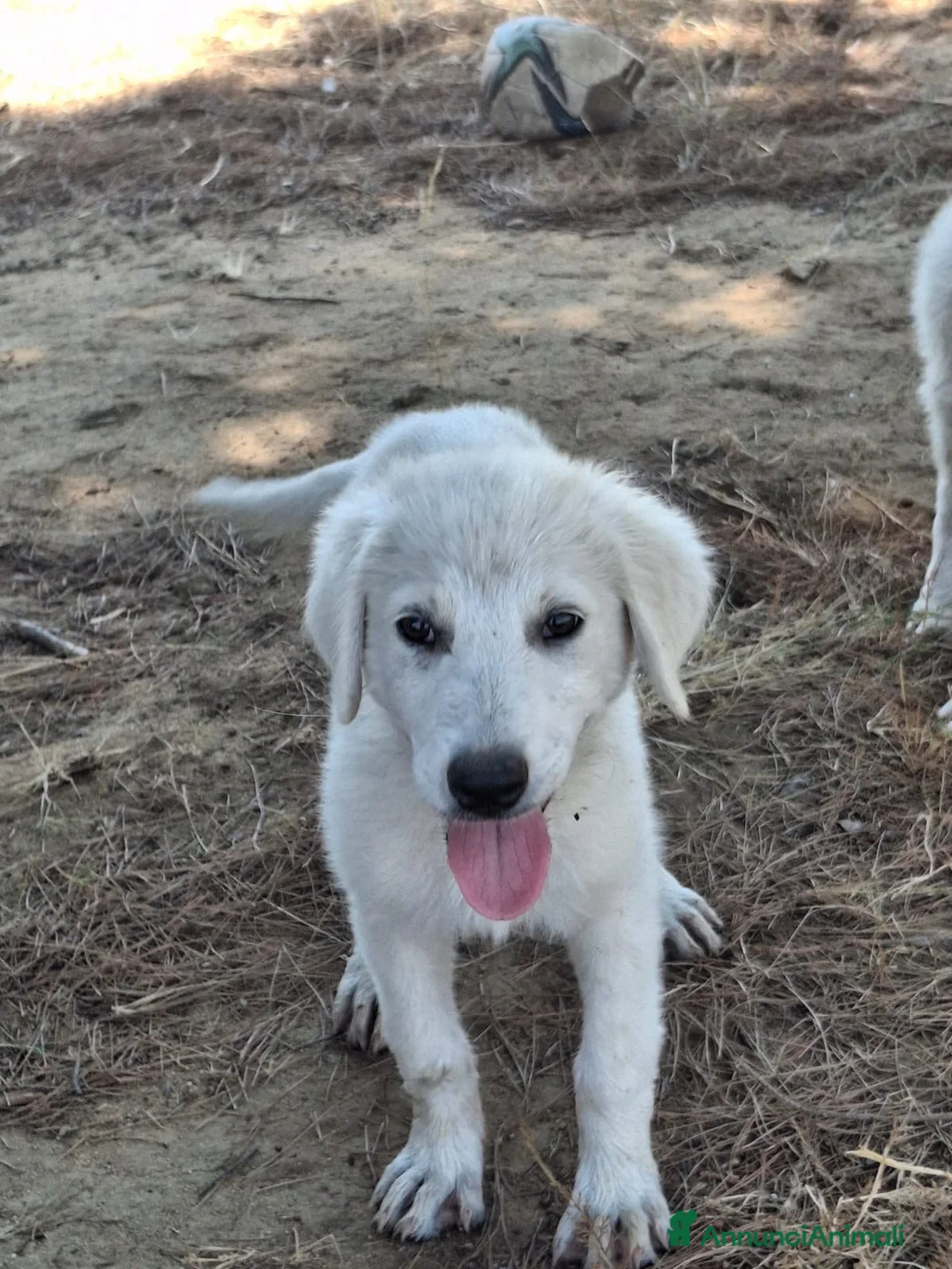 Meticcio cani in regalo: PROVOLA 🩷 L’ALLEGRIA ENTRA IN CASA 😍 a Provincia di Arezzo - Annuncio 6