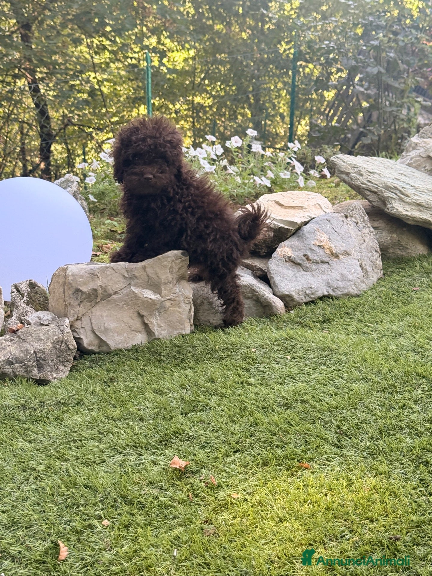 Barboncino cani Cuccioli di barboncino  - Annuncio 19