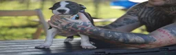 Pitbull cani in vendita: Cuccioli Pit Bull con pedigree anche a rate - Annuncio 6