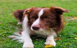 Border Collie cani per accoppiamento: Border collie per monta a Provincia di Ravenna - Immagine 4