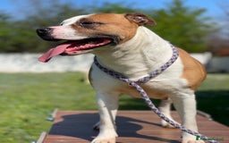 American Staffordshire cani in regalo: MAYA BELLISSIMA AMSTAFF a Città metropolitana di Milano - Immagine 9