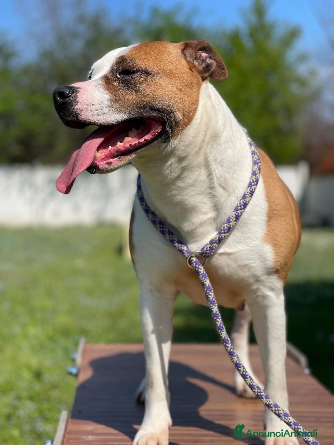 American Staffordshire cani in regalo: MAYA BELLISSIMA AMSTAFF a Città metropolitana di Milano - Immagine 9