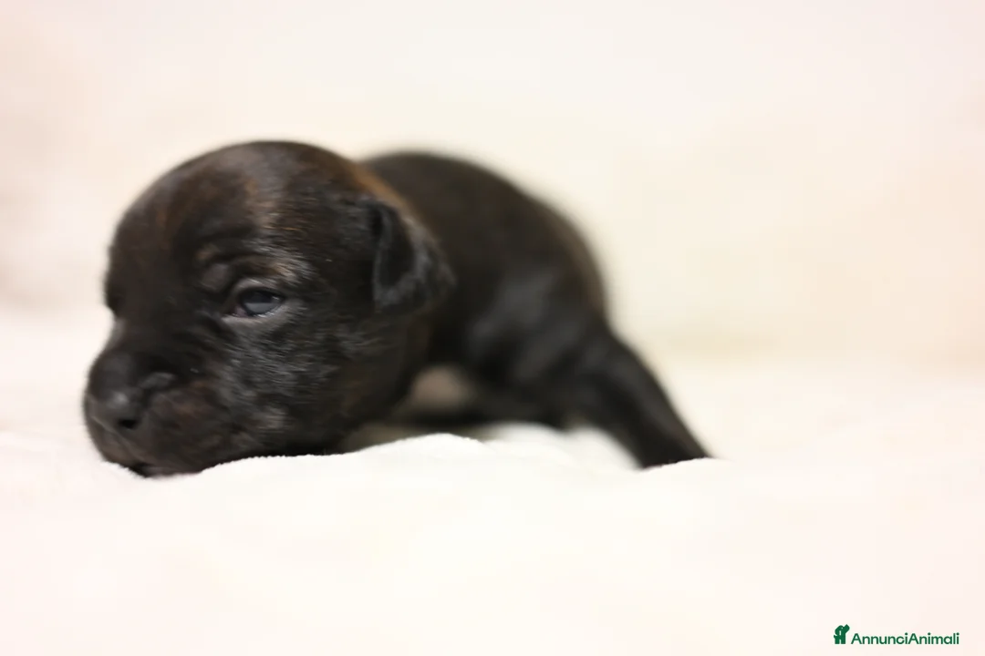 Staffordshire cani in vendita: Cuccioli di Staffordshire Bull Terrier - Annuncio 12