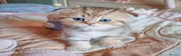 Scottish gatti in vendita: Cuccioli Scottish Fold con Pedigree - Annuncio 4