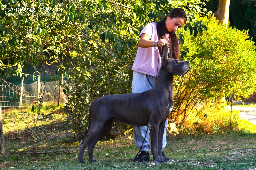Alano cani in vendita: Alani cuccioli Blu - Annuncio 2