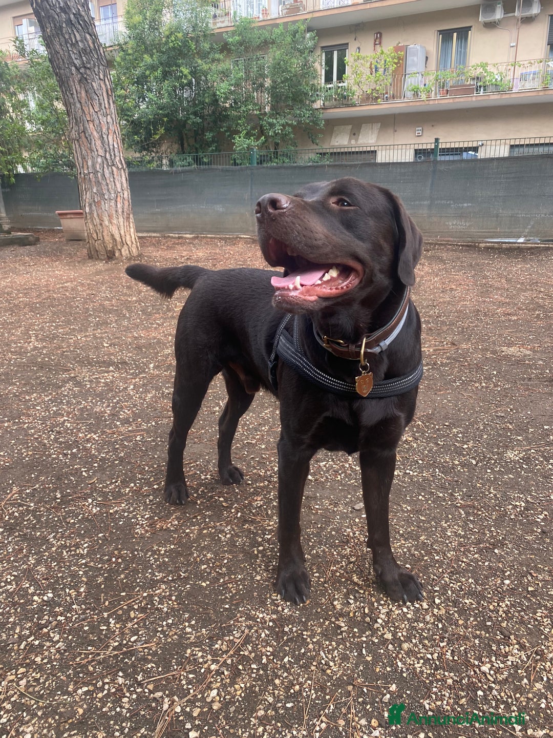 Labrador cani per accoppiamento: Cerco fidanzata Choco🤎 a Città metropolitana di Roma Capitale - Annuncio 4