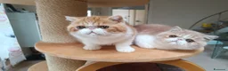 Exotic Shorthair gatti in vendita: Cuccioli di razza Exotic Shorthair  - Annuncio 3