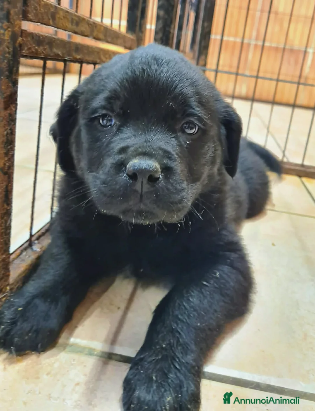 Rottweiler cani in regalo: 4 CUCCIOLI mix ROTTWEILER. Dolcissimi! - Annuncio 2