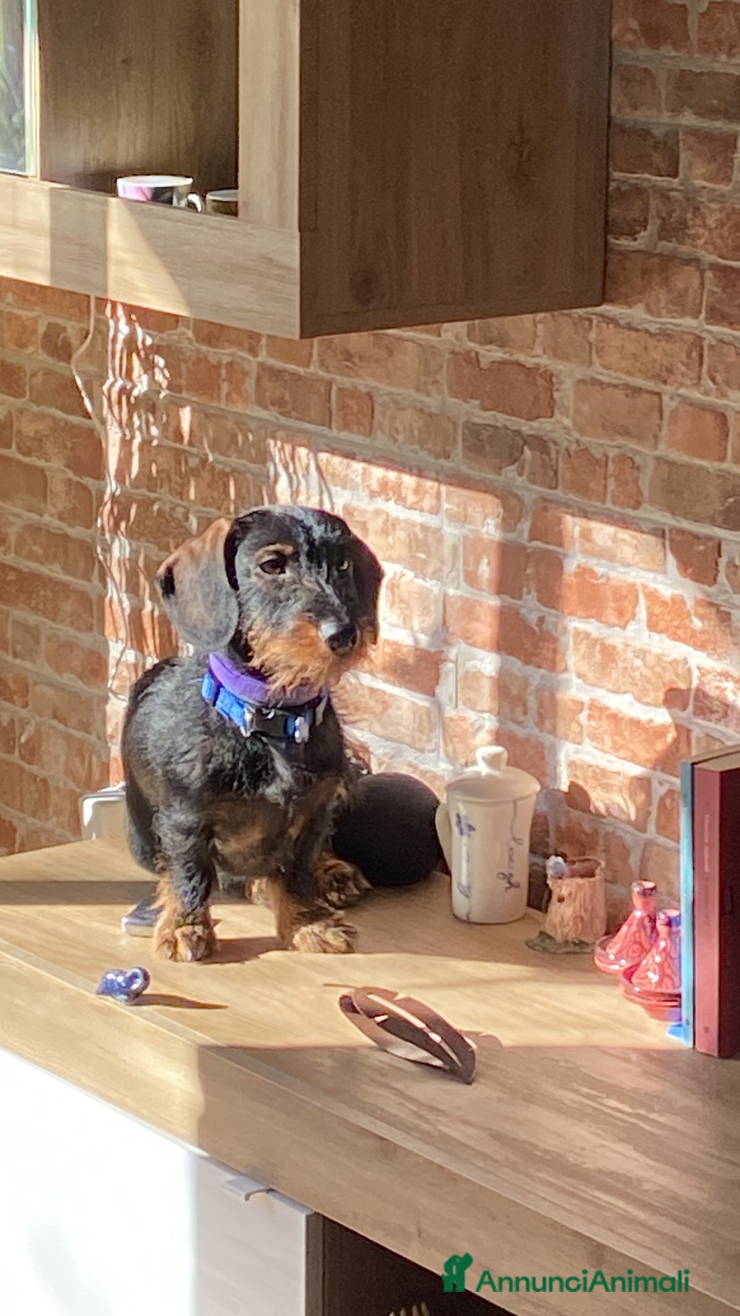 Bassotto cani in vendita: vendesi cuccioli di bassotto tedesco pelo duro - Annuncio 2