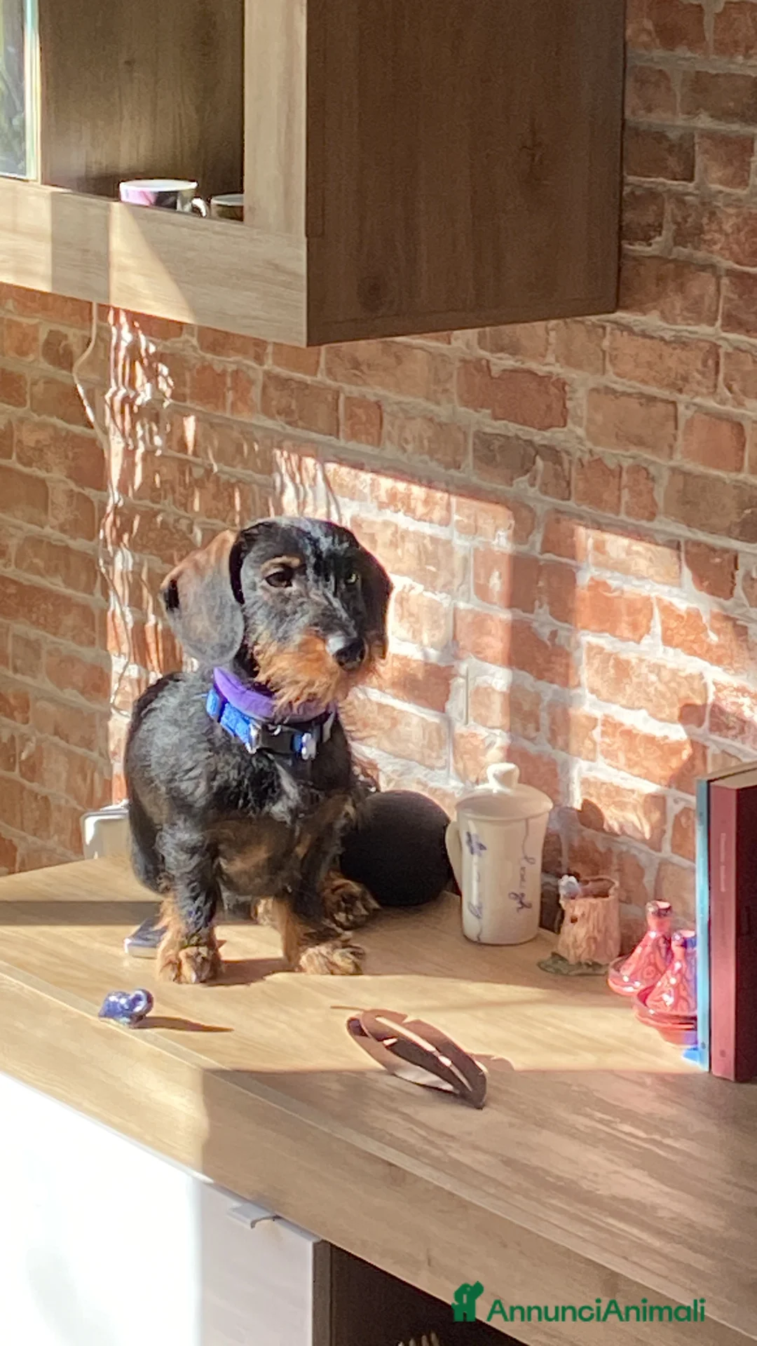 Bassotto cani in vendita: vendesi cuccioli di bassotto tedesco pelo duro - Annuncio 2