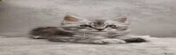 Maine Coon gatti in vendita: Cucciola Maine Coon silver - Annuncio 9