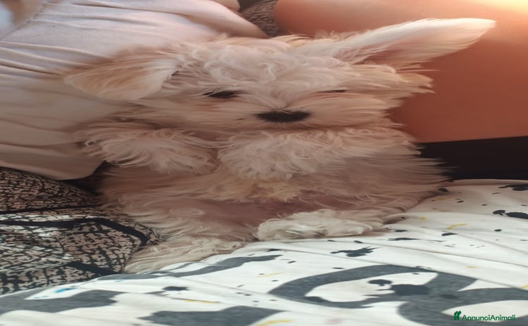 Maltese cani - Annuncio 1