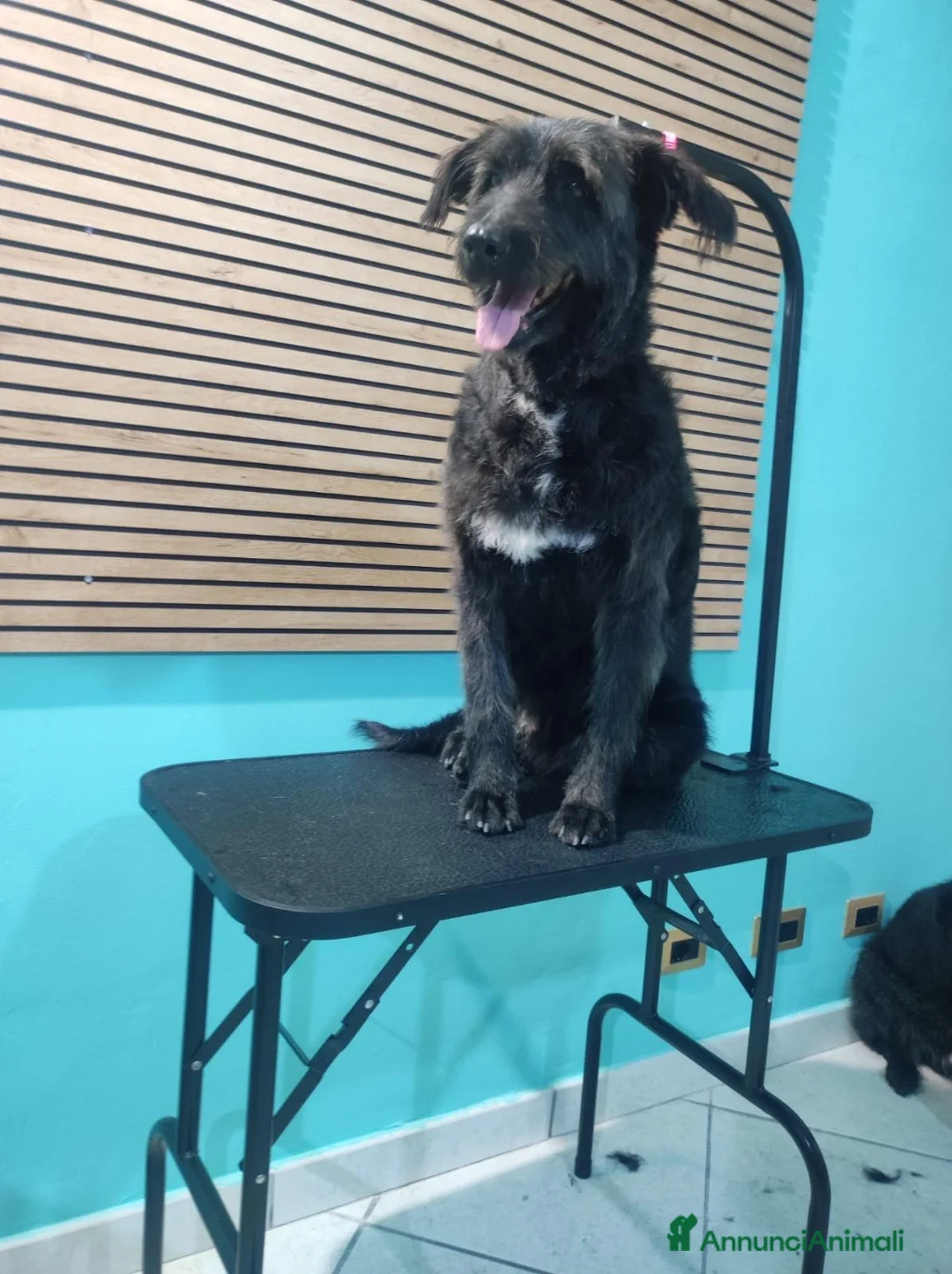 Meticcio cani in regalo: 2 fratelli mix Spinoni adulti salvati da 1lagerSUD a Città metropolitana di Milano - Annuncio 9