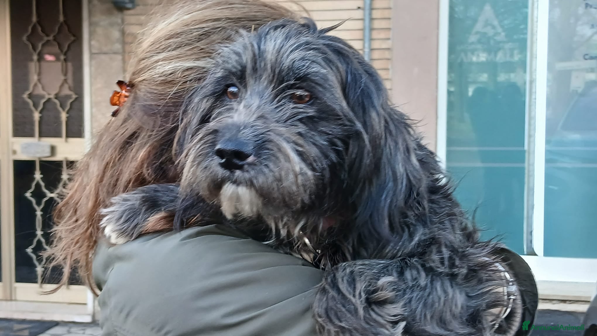 Meticcio cani LA SPLENDIDA PUPELLA HA BISOGNO DI UNA CASA - Annuncio 4