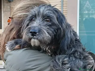 Meticcio cani LA SPLENDIDA PUPELLA HA BISOGNO DI UNA CASA - Annuncio 4