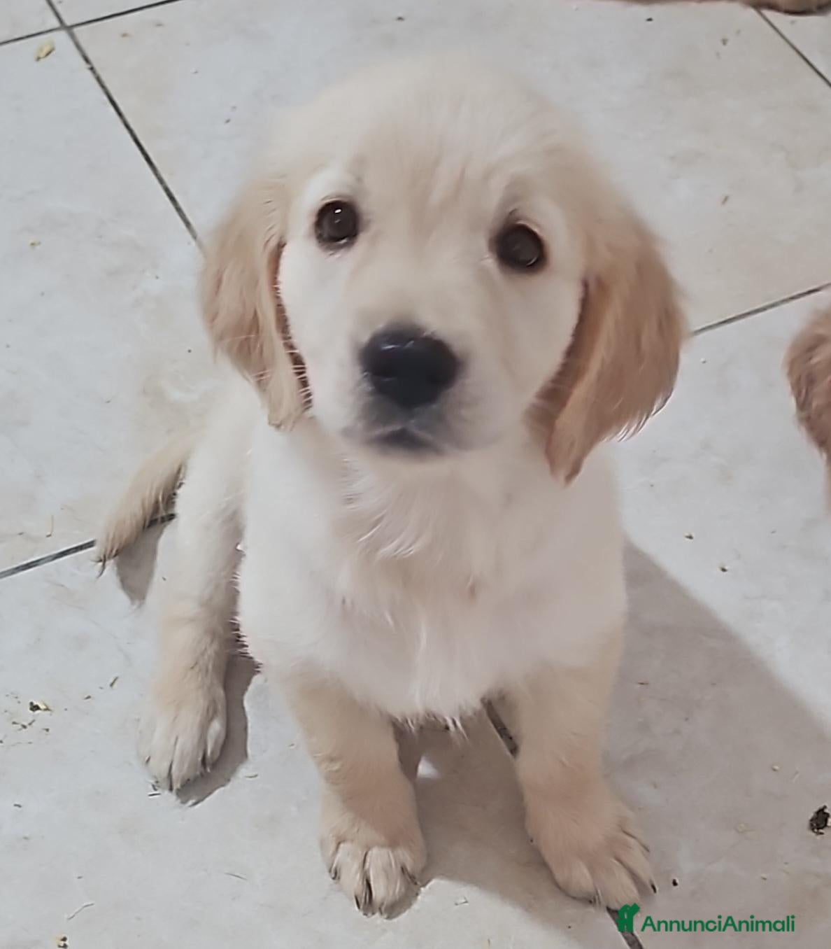 Golden Retriever cani ULTIMI 2 SPLENDIDI CUCCIOLI GOLDEN RETRIEVER  - Annuncio 2