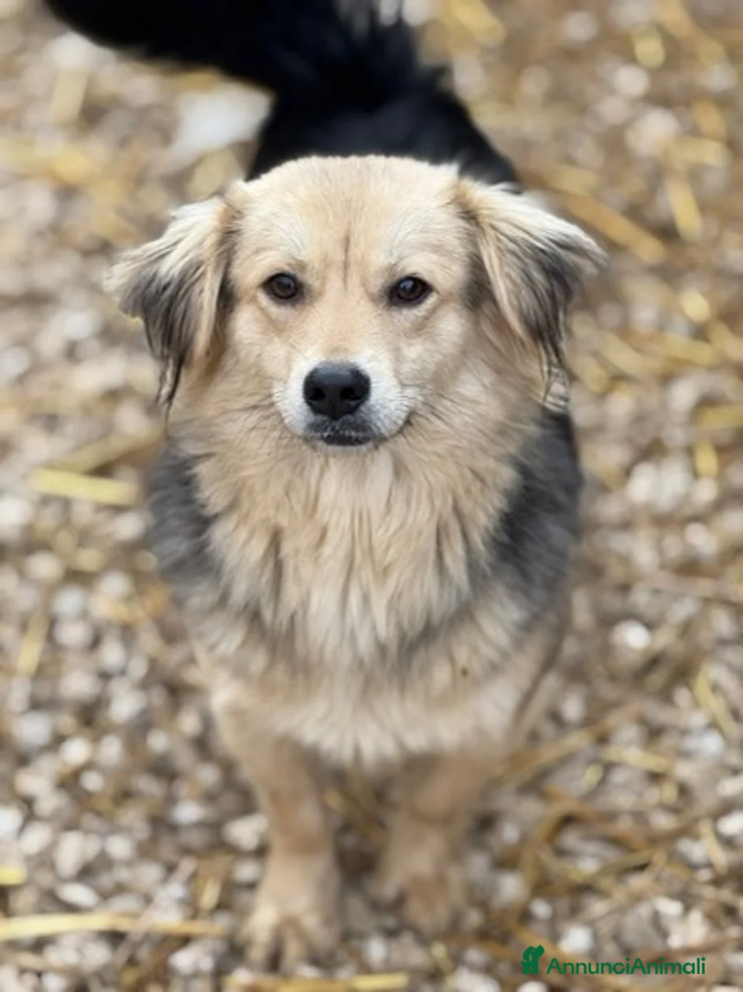 Meticcio cani in regalo: NODI, dolcissimo cucciolo pelosone! Tg PICCOLA - Annuncio 4
