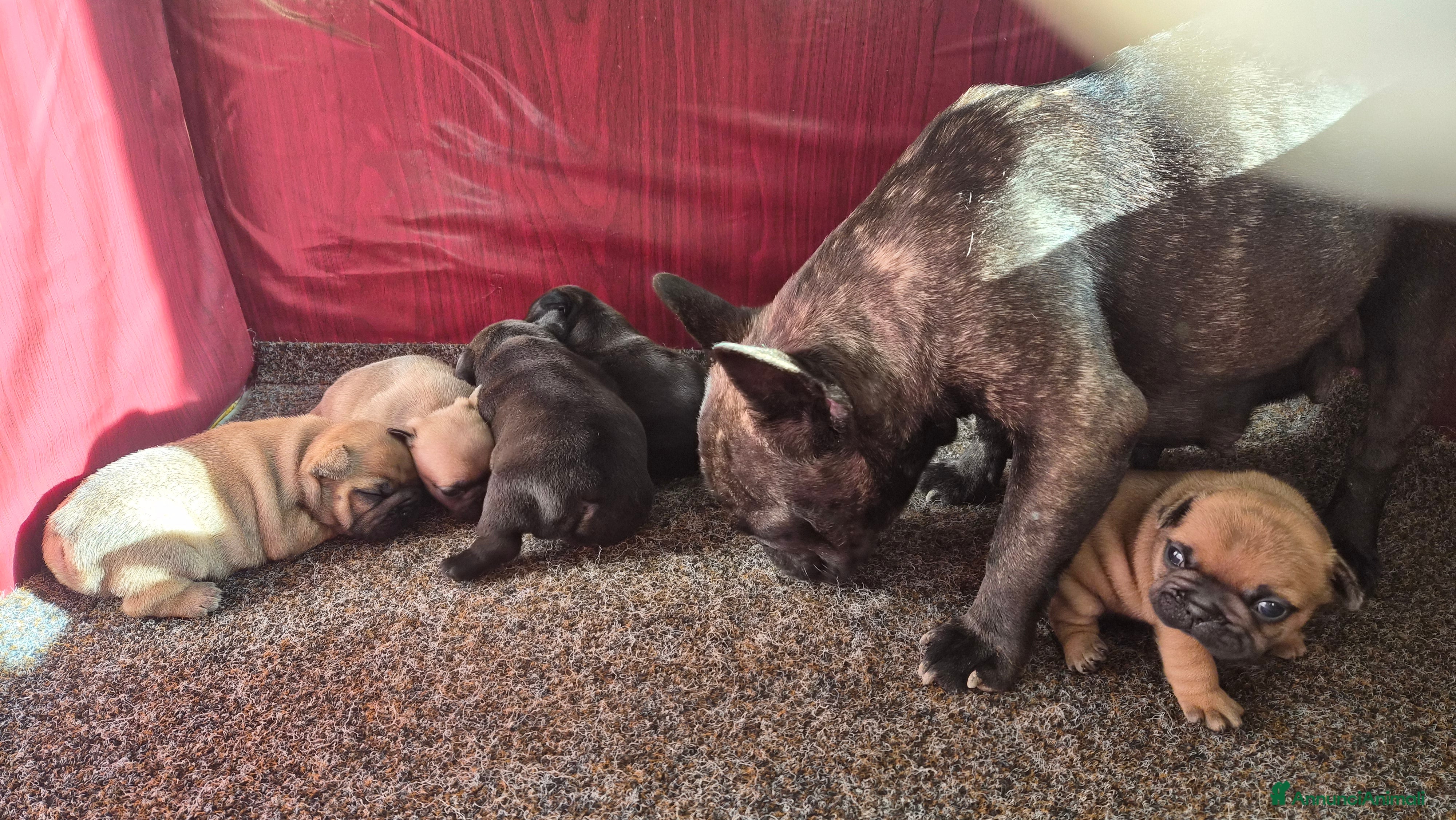 Bulldog Francese cani Cuccioli bulldog francese  - Annuncio 2