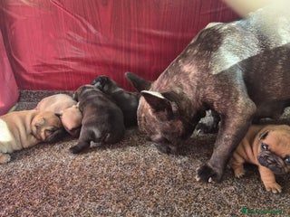 Bulldog Francese cani Cuccioli bulldog francese - Annuncio 3