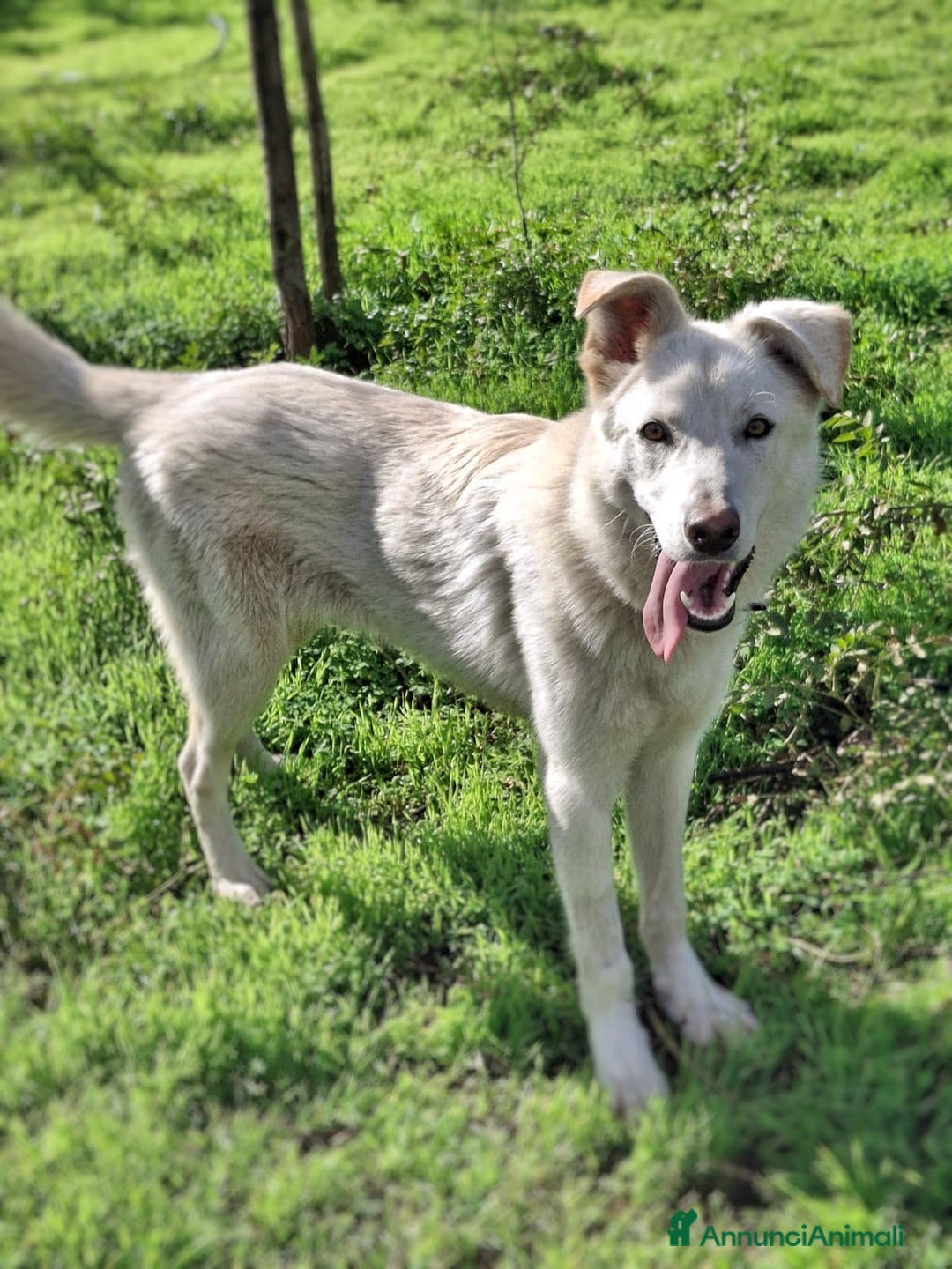 Meticcio cani in regalo: LUNA 🩷 - cucciola simil pastore/husky cerca casa - Annuncio 2