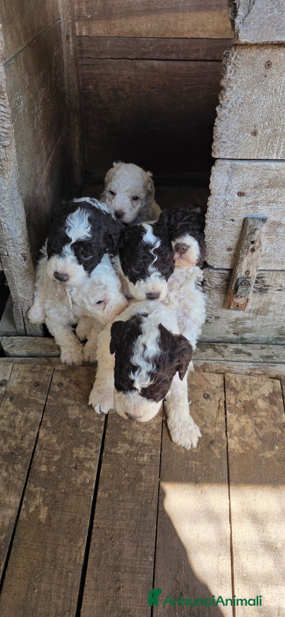 Lagotto cani Cuccioli di lagotto - Annuncio 2