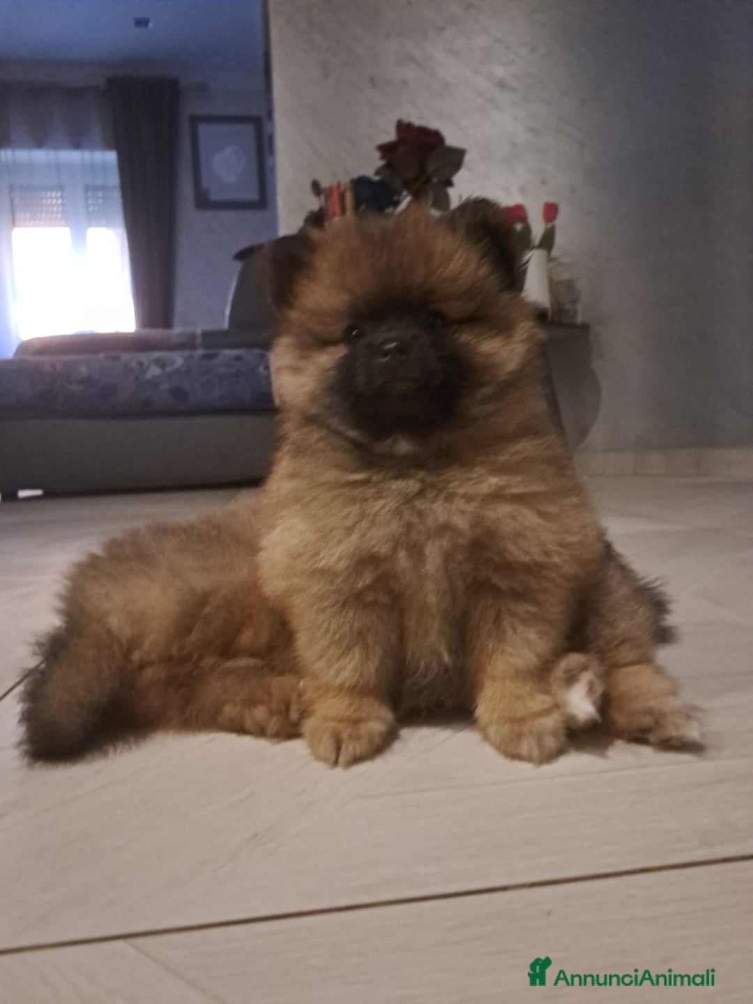 Spitz cani in vendita: Spitz pomerania a Città metropolitana di Roma Capitale - Immagine 1