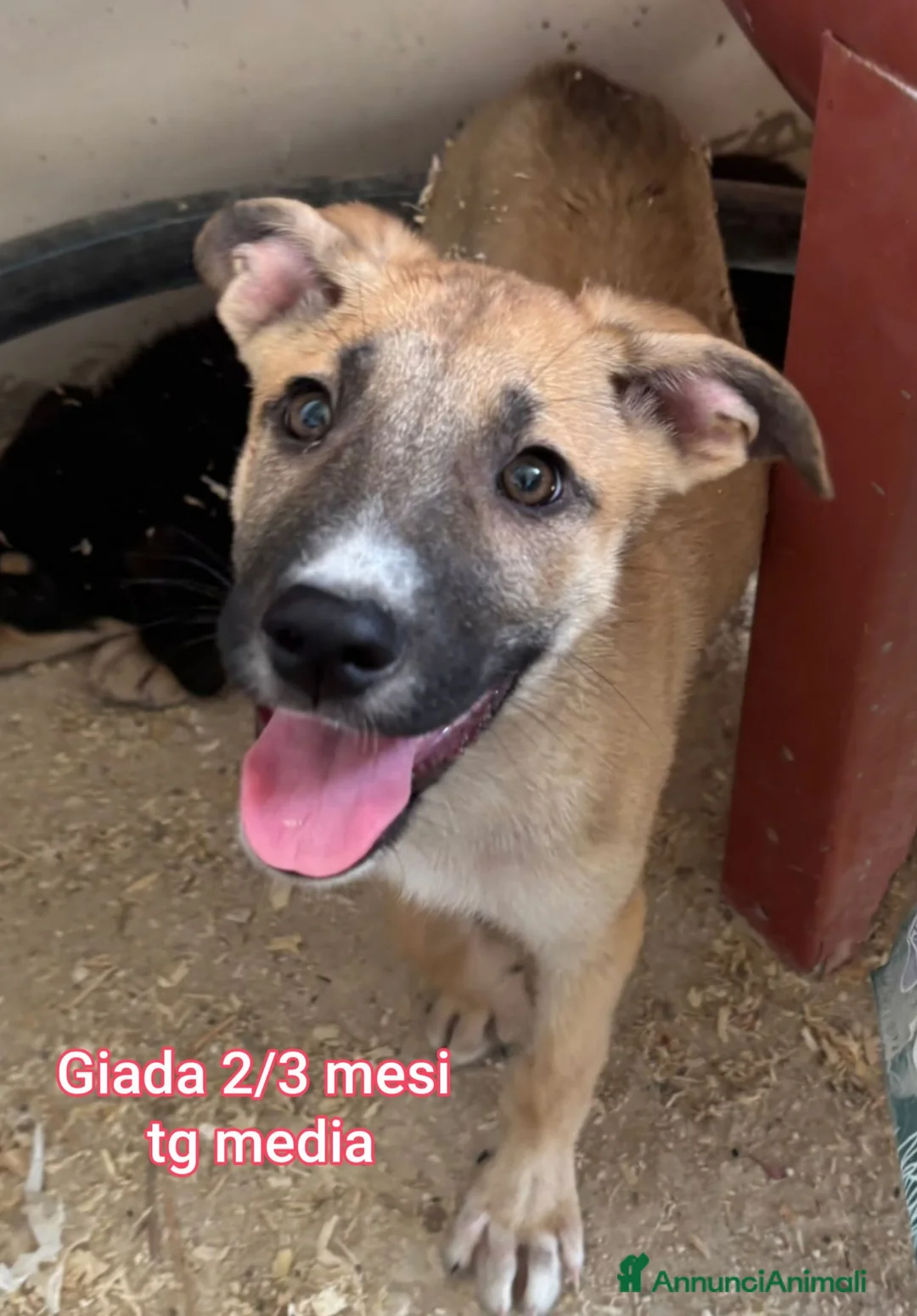 Meticcio cani in regalo: CUCCIOLI IN CERCA DI CASA a Provincia di Prato - Annuncio 10