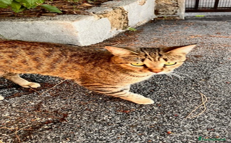 Altre razze gatti - Annuncio 17