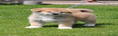 Akita Inu Cucciolo 2