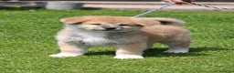 Akita Inu cani in vendita: Cuccioli di Akita Inu - Annuncio 5
