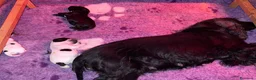 Cocker cani in vendita: Cocker cucccioli - Annuncio 6