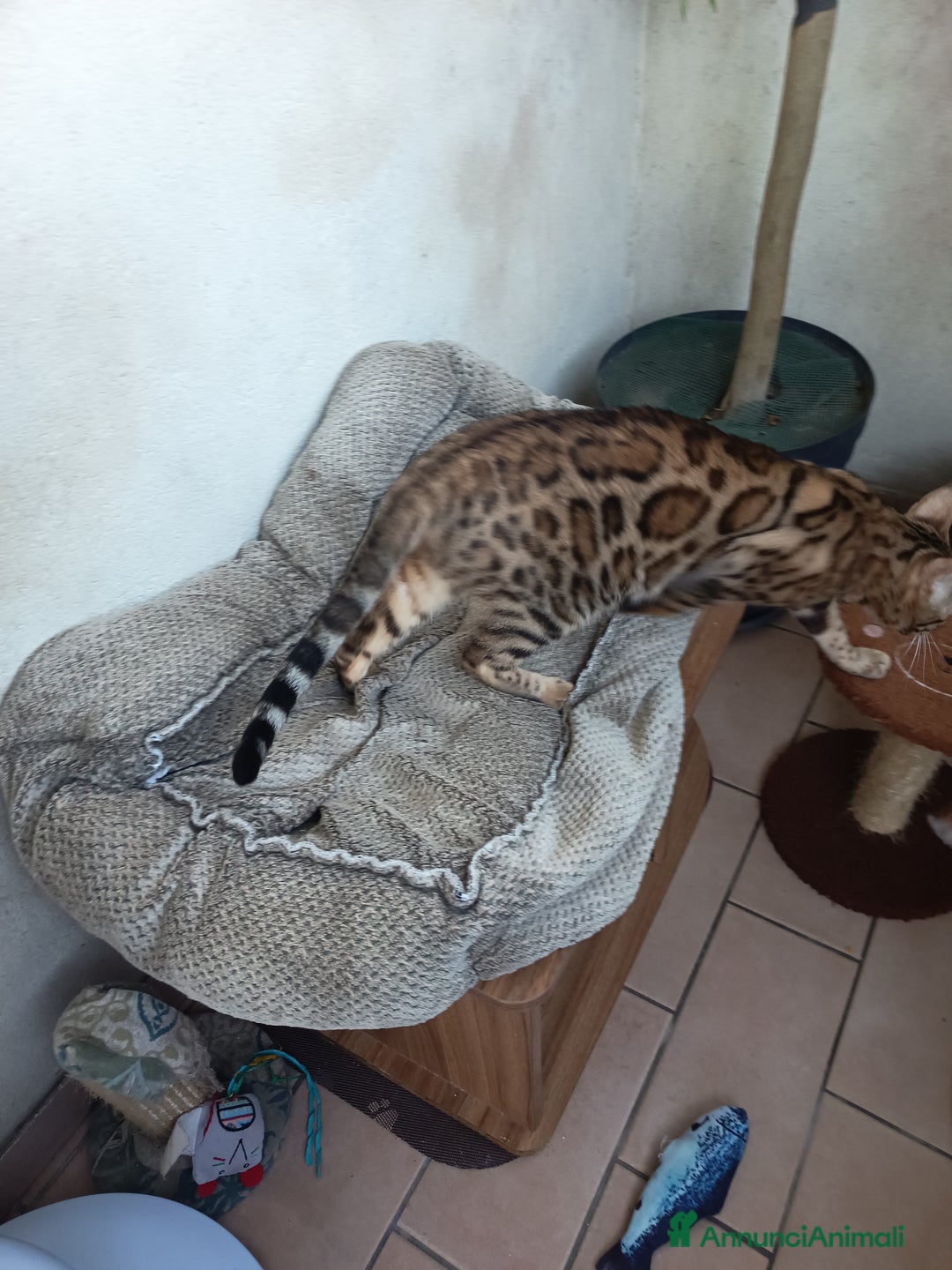 Bengala gatti in vendita: feminuccia Bengala  - Annuncio 5