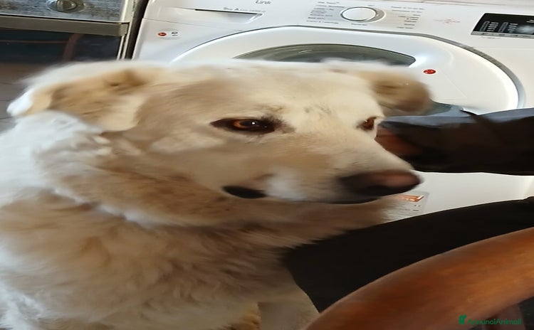 Meticcio cani a Città metropolitana di Roma Capitale - Annuncio 13