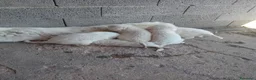 Pastore Abbruzzese Maremmano cani in regalo: Cuccioli di pastore maremmano a Città metropolitana di Sassari - Annuncio 2