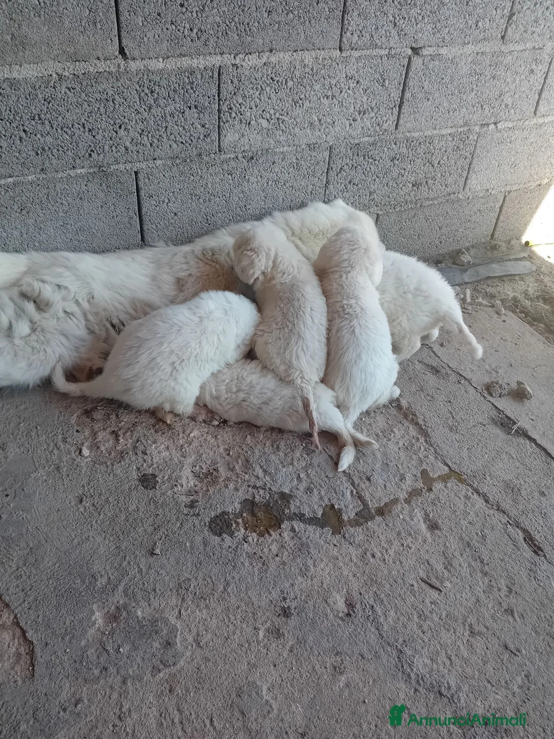 Pastore Abbruzzese Maremmano cani in regalo: Cuccioli di pastore maremmano a Città metropolitana di Sassari - Annuncio 2
