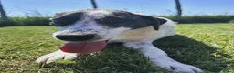Meticcio cani in regalo: Fatima, cucciolotta strepitosa in adozione  - Annuncio 4