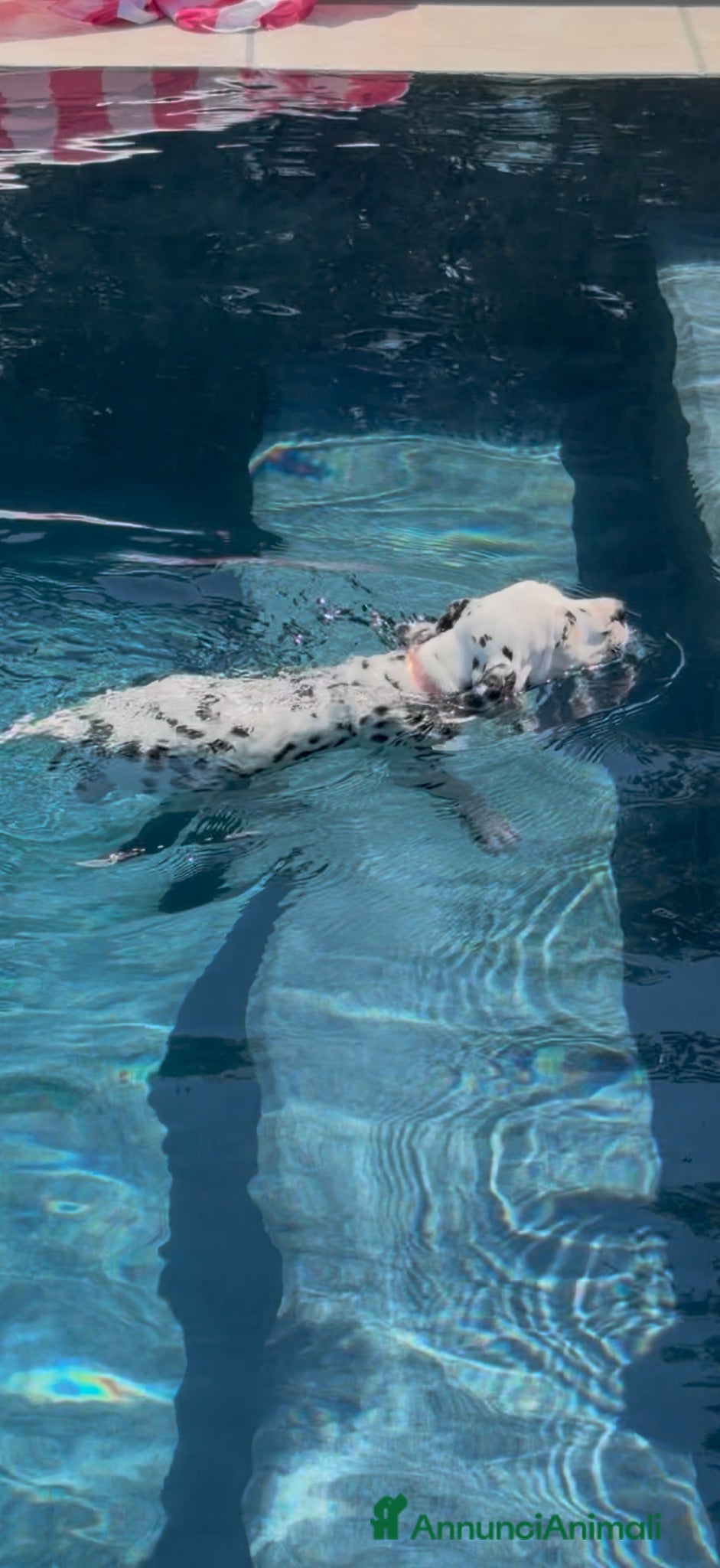 Dalmata cani Dalmata - Annuncio 6