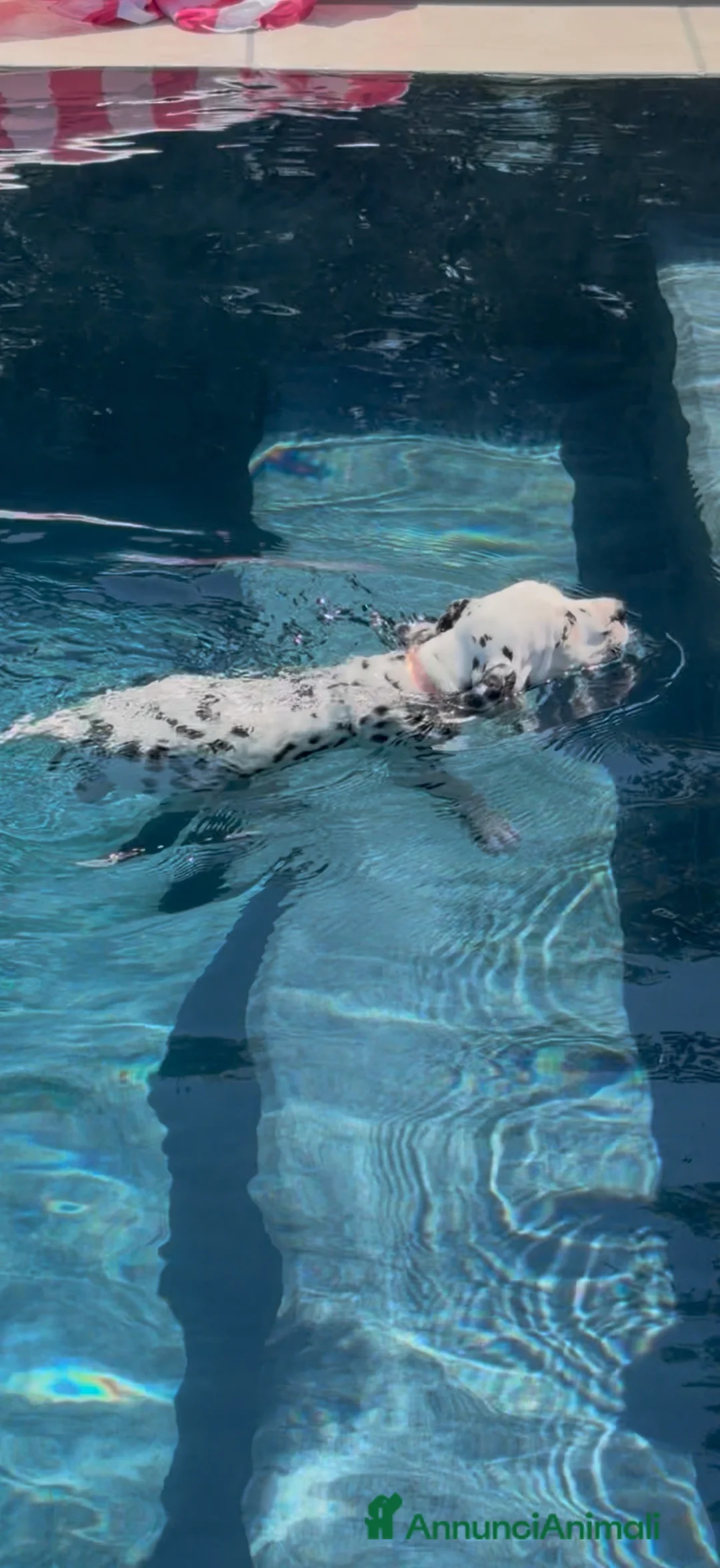 Dalmata cani in vendita: Dalmata a Provincia di Forlì-Cesena - Annuncio 1