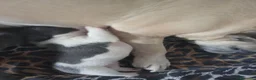 Bulldog Francese cani in vendita: Bulldog francese - Annuncio 2
