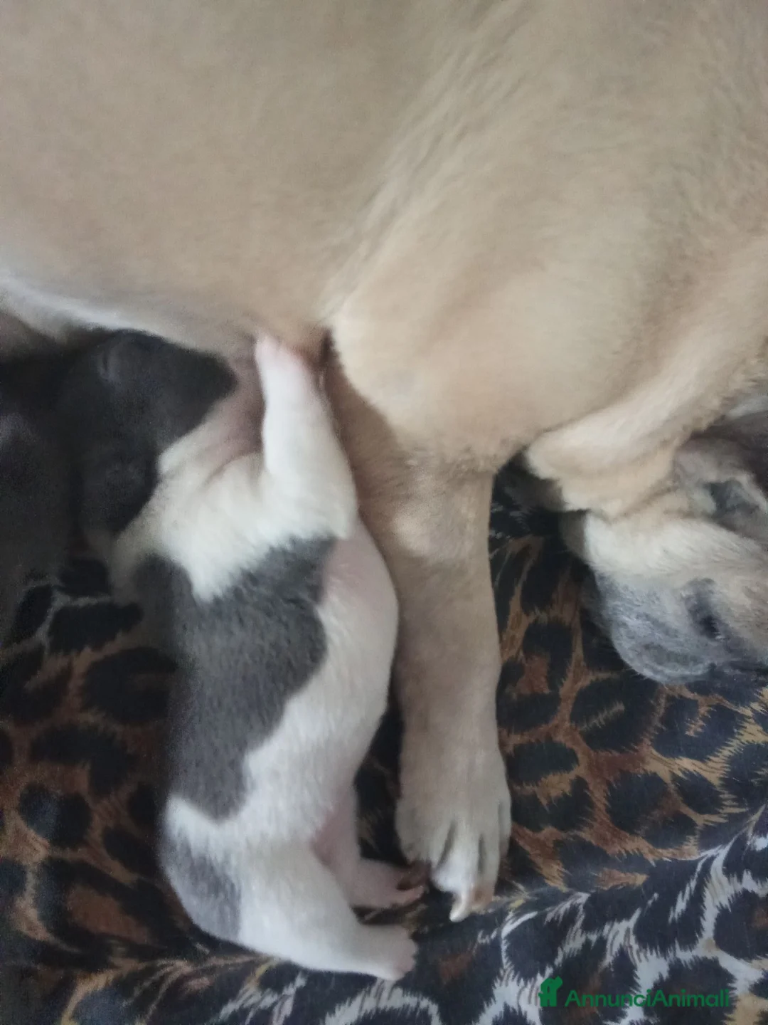 Bulldog Francese cani in vendita: Bulldog francese - Annuncio 2
