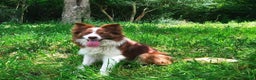 Border Collie cani in vendita: Border Collie  - Annuncio 11