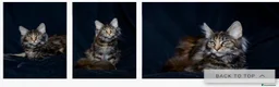 Maine Coon gatti in vendita: Maine Coon - Annuncio 2