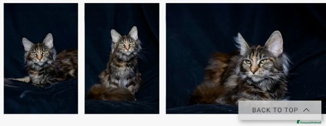 Maine Coon gatti in vendita: Maine Coon - Annuncio 2