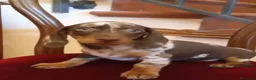 Bassotto cani in vendita: Cuccioli bassotto cioccolato e Arlecchino.  - Annuncio 7