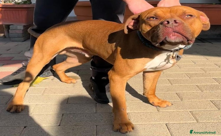 Meticcio cani - Annuncio 11