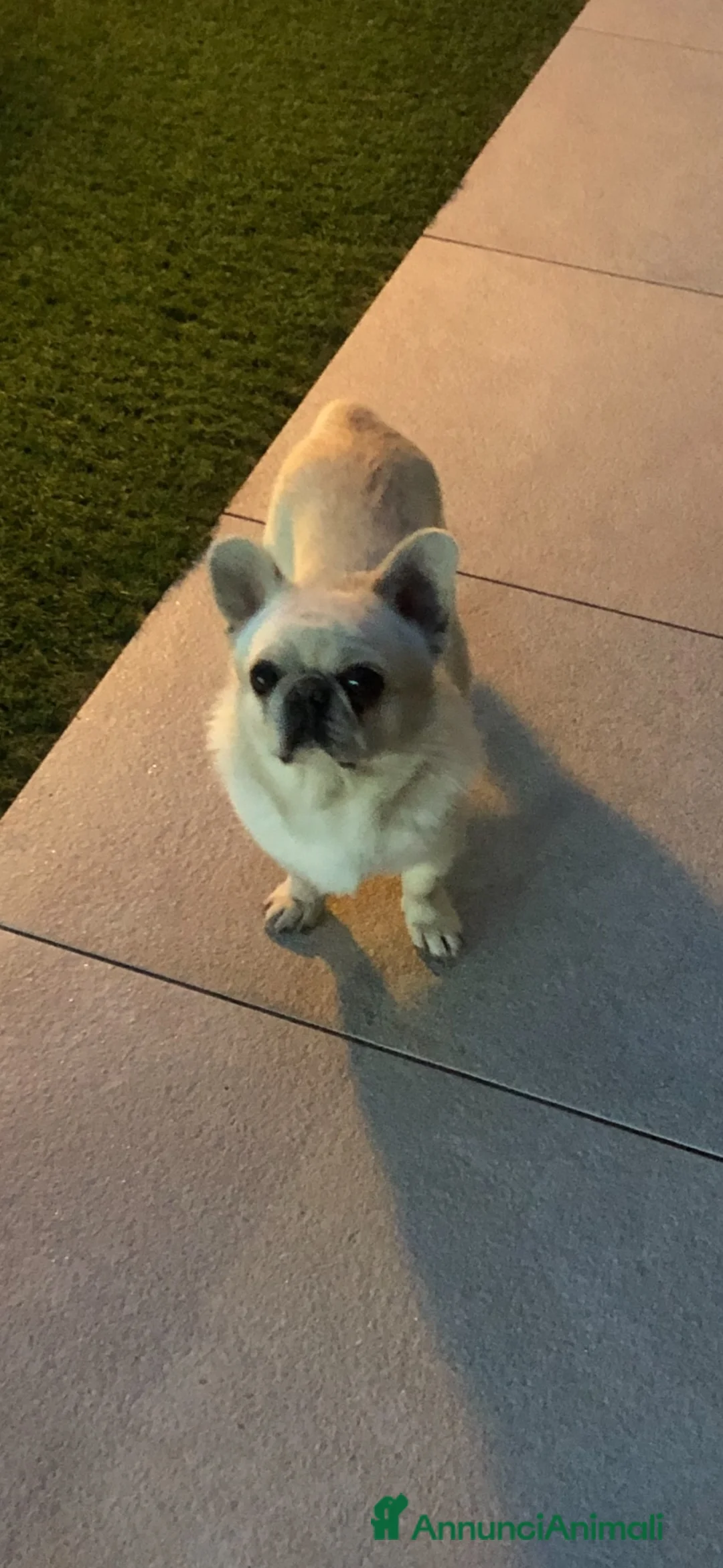 Chihuahua cani in vendita: Chihuahua maschietto  - Annuncio 2