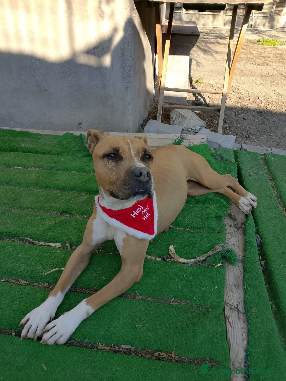 Pitbull cani Scilla cerca urgentemente casa!!  - Annuncio 1