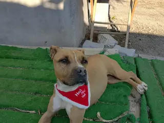 Pitbull cani Scilla cerca urgentemente casa!! - Annuncio 1
